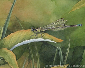 ORIGINAL Watercolor Painting of Eastern Forktail Damselfly, Dragonfly, Wall Art, Home Decor, Nature Wildlife, Small Art, Green FREE SHIPPING