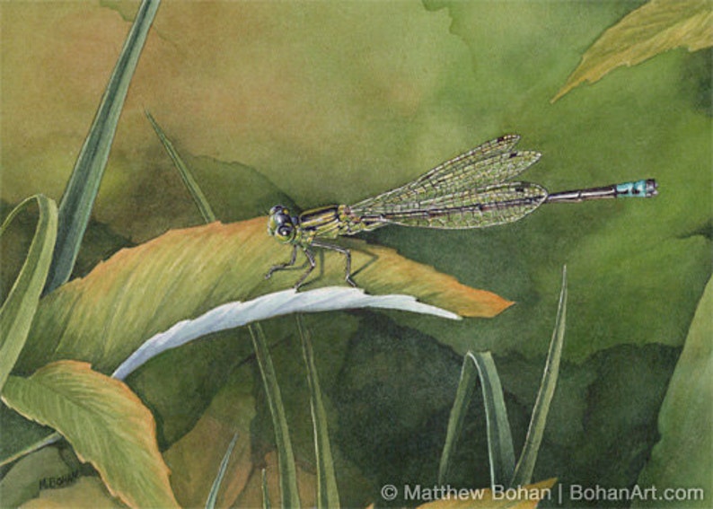 ORIGINAL Watercolor Painting of Eastern Forktail Damselfly, Dragonfly, Wall Art, Home Decor, Nature Wildlife, Small Art, Green FREE SHIPPING image 1