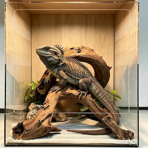 May include: A bearded dragon lizard with brown and tan scales perched on a piece of driftwood inside a rectangular wooden enclosure with clear acrylic panels, featuring small green plants and a textured rock at the base of the wood.
