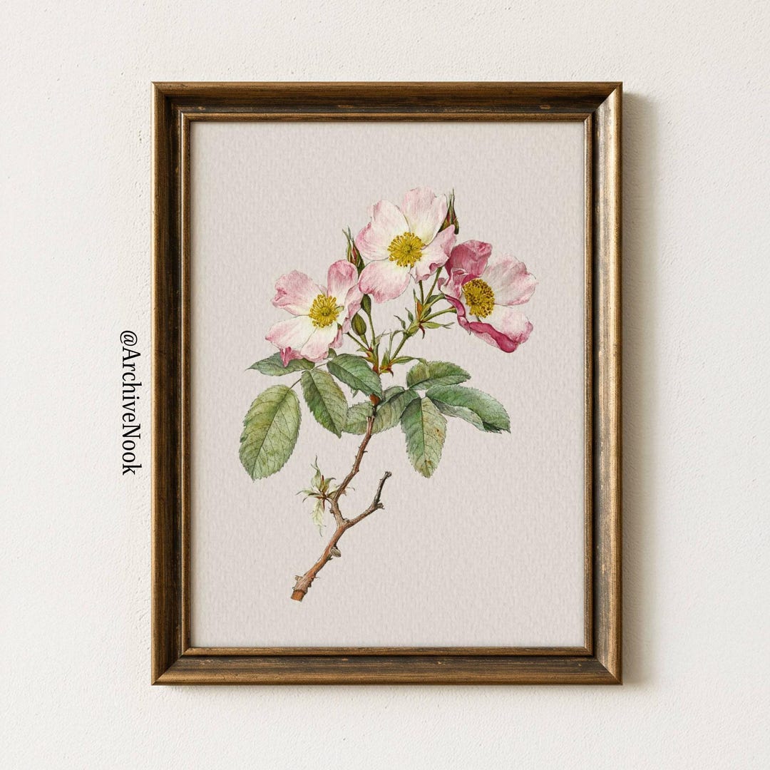 Vintage Pink Wild Rose Botanical Print Antique Flower Illustration ...