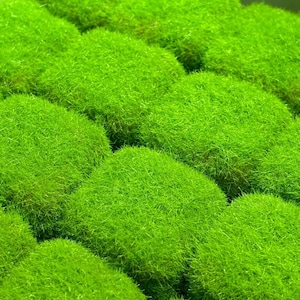 May include: Close-up of vibrant green moss, densely packed and textured. The image showcases a collection of small, rounded clumps of the moss, creating a lush, natural appearance. The bright green color suggests freshness and vitality.