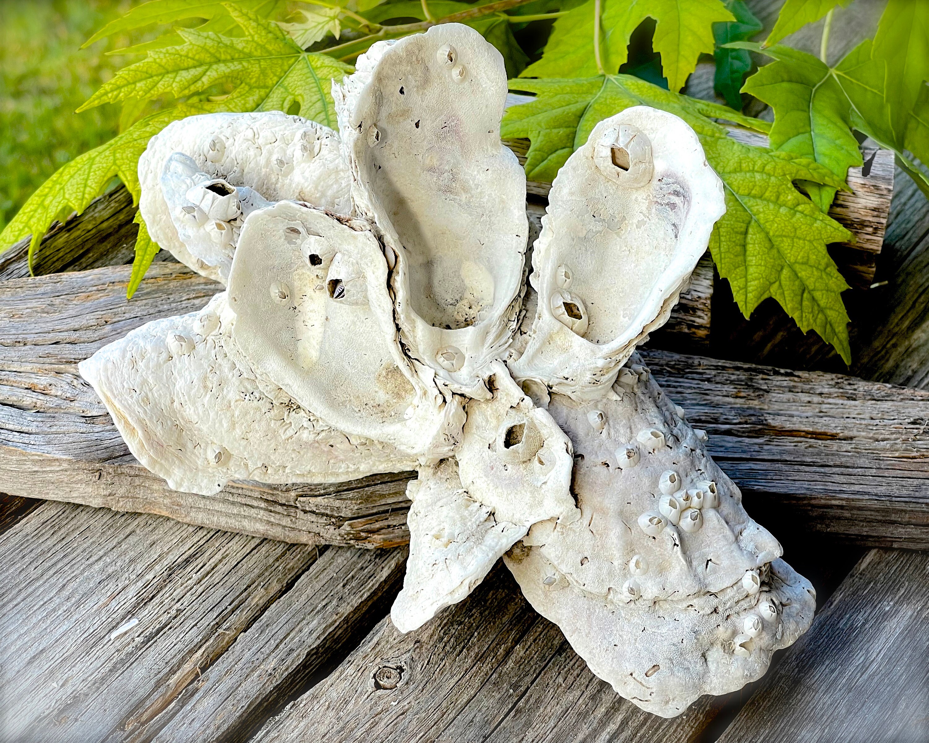 Breloques Et Pendentifs Perles Et Confection De Bijoux Lot De 8 Oyster Shell Pendentifs Breloques Et Pendentifs Perles Et Confection De Bijoux Lot De 8 Oyster Shell Pendentifs