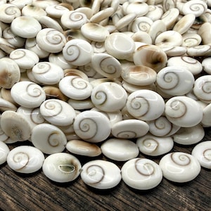 May include: A collection of white, oval-shaped seashells with a spiral design in shades of brown. The shells are smooth and glossy, with a natural, organic appearance. The shells are scattered across a dark wooden surface.