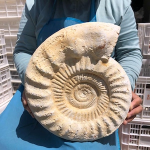 May include: A large, fossilized ammonite specimen featuring a prominent spiral shell structure with intricate, radiating ridges and grooves. The fossil exhibits a pale, off-white to light tan coloration with textured, weathered surfaces throughout.