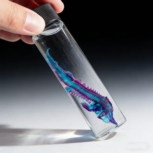 Pode incluir: Um frasco de vidro transparente contendo um esqueleto de peixe preservado. O esqueleto é de uma cor azul e roxa vibrante, com um focinho longo e pontudo e barbatanas dorsais pontiagudas. O frasco tem uma tampa preta e é segurado em ângulo.