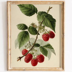 May include: A framed botanical print featuring a detailed illustration of a raspberry branch. The print showcases vibrant red raspberries, green leaves, and delicate white flowers against a cream-colored background. The frame is a light, distressed wood.