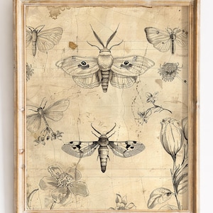Puede incluir: Una impresión enmarcada con ilustraciones detalladas en blanco y negro de polillas, mariposas y flores. La obra de arte tiene una estética vintage, con un fondo envejecido y desgastado. El marco es de color madera clara.