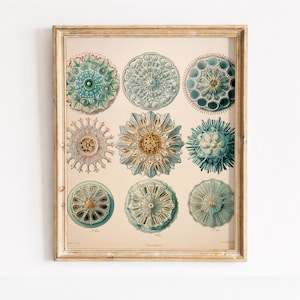 Op de afbeelding: Een ingelijste print met negen gedetailleerde illustraties van mariene organismen in tinten van teal, beige en bruin. Het kunstwerk wordt gepresenteerd in een goudkleurige houten lijst, met een vintage esthetiek. De illustraties zijn in een raster gerangschikt.