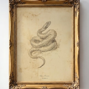 Vintage Coiled Adder Print, Dark Academia Snake Illustration Printable Wall Art (Digital Download)