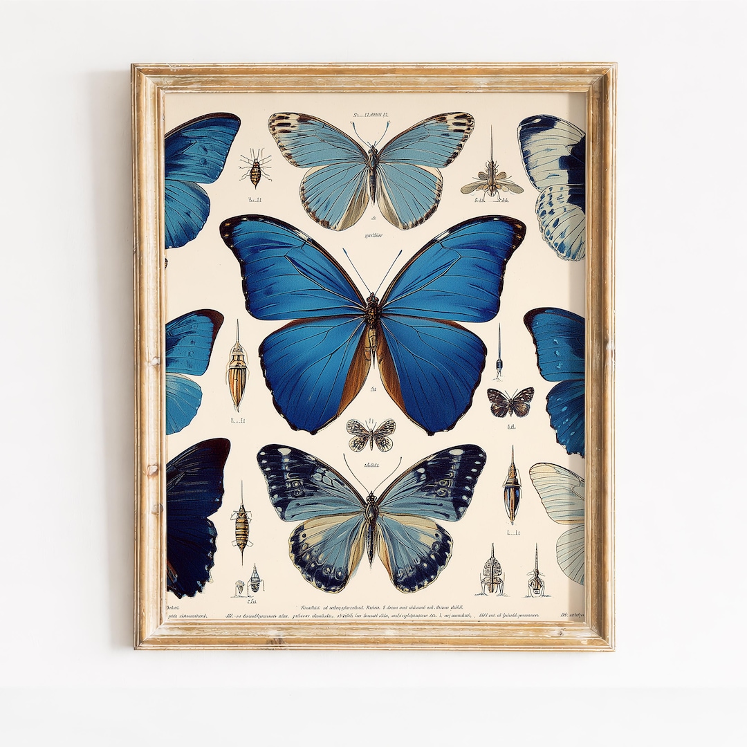 Vintage Blue Morpho Butterfly Print - Antique Botanical Illustration ...