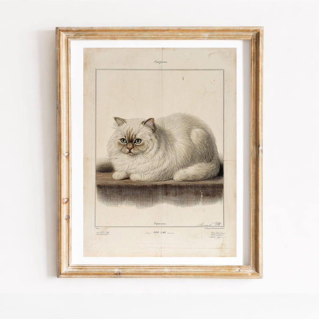 Vintage Persian Cat Print | Antique Engraving, Neutral Wall Decor ...