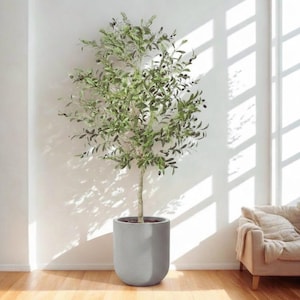 Puede incluir: Un olivo en maceta con hojas verdes y peque&ntilde;as aceitunas negras. El &aacute;rbol est&aacute; en una maceta gris redondeada, colocada sobre un suelo de madera. El fondo es una pared blanca con luz solar que entra por una ventana, proyectando sombras.
