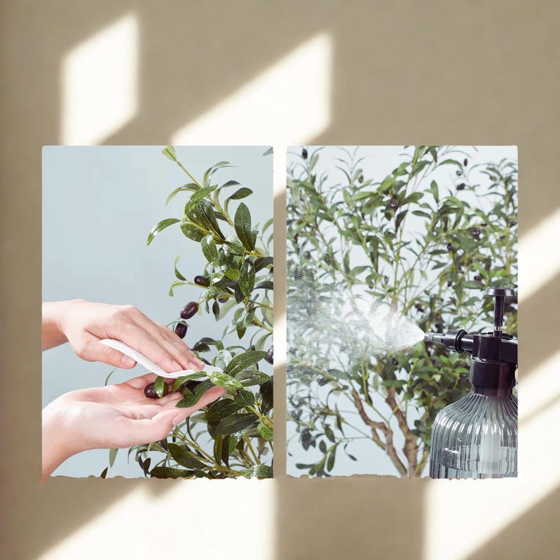 Puede incluir: Imagen de dos paneles que muestra el cuidado de un olivo. Un panel muestra a una persona limpiando las hojas con un pa&ntilde;o blanco. El otro panel muestra una botella rociadora rociando el &aacute;rbol. El &aacute;rbol tiene hojas verdes y aceitunas oscuras.