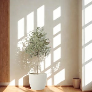 Puede incluir: Un peque&ntilde;o &aacute;rbol frondoso en una maceta blanca. El &aacute;rbol tiene hojas de color verde claro y un tronco delgado. La maceta es redonda y est&aacute; sobre un suelo de madera. La luz del sol entra por una ventana, proyectando sombras en la pared.