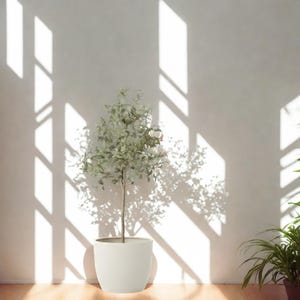 Puede incluir: Un peque&ntilde;o &aacute;rbol en maceta con hojas de color verde claro y un delgado tronco marr&oacute;n. El &aacute;rbol est&aacute; en una maceta blanca y redondeada. El fondo es una pared blanca con sombras de la luz solar.