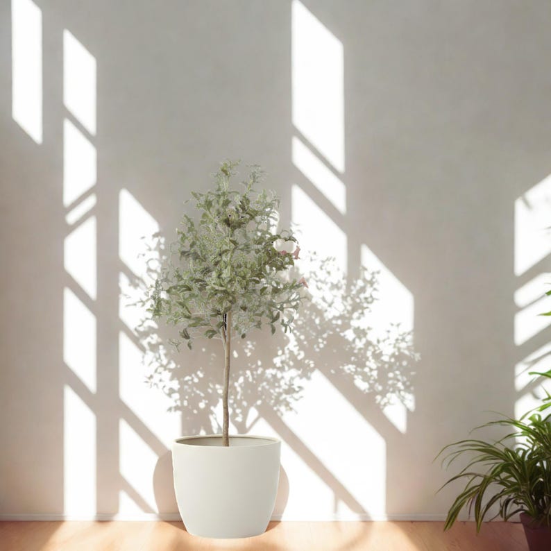 Puede incluir: Un peque&ntilde;o &aacute;rbol en maceta con hojas de color verde claro y un delgado tronco marr&oacute;n. El &aacute;rbol est&aacute; en una maceta blanca y redondeada. El fondo es una pared blanca con sombras de la luz solar.
