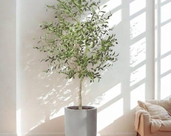 Puede incluir: Un olivo en maceta con hojas verdes y pequeñas aceitunas negras. El árbol está en una maceta gris redondeada, colocada sobre un suelo de madera. El fondo es una pared blanca con luz solar que entra por una ventana, proyectando sombras.