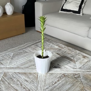 Peut inclure: Une petite plante verte dans un pot blanc est posée sur une table basse en bois clair vieilli avec un motif géométrique. Un canapé blanc et des objets décoratifs sont en arrière-plan.