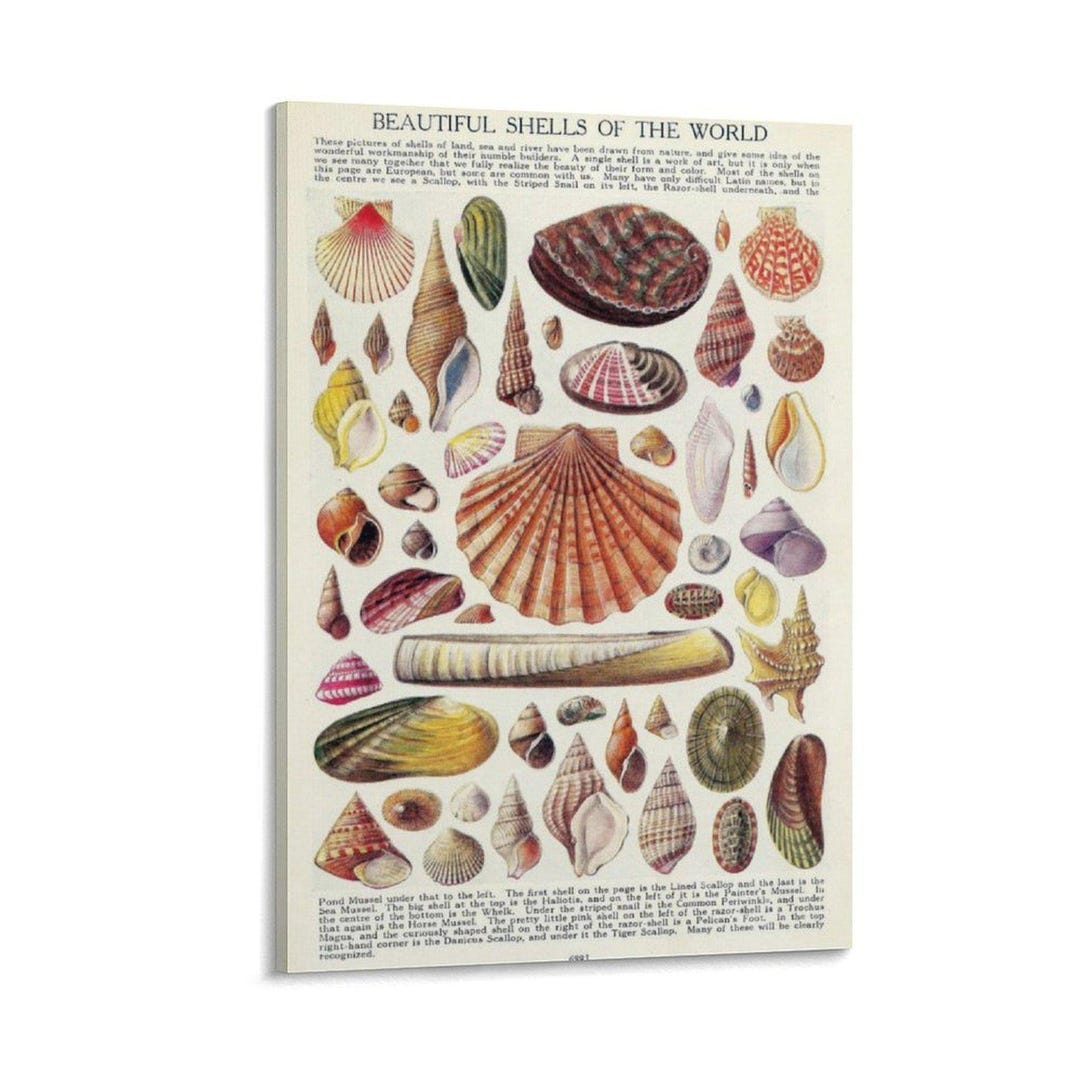 North American Shell Education Posterwall Art Picture Print Modern ...