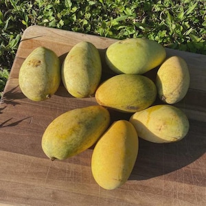 Orange Sherbet Style Mango Tree – Grafted Dwarf, 1/2 Gallon Pot