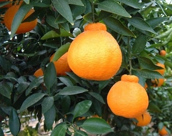 Grafted Shiranui Mandarin Tree (3 Ft Tall) – Large Sweet Easy-Peel Citrus, Ships Nationwide (No CA)