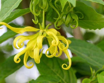 Ylang Ylang Tree – 1–2 Ft Live Plant (Cananga odorata)