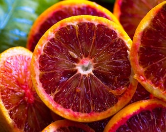 Dwarf Blood Orange Tree – 1 Gallon Potted Citrus Plant, Sweet Red Flesh (No ship CA)