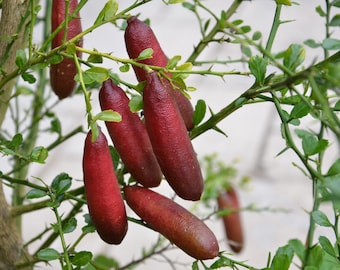 Red Finger Lime Tree Grafted – 2 Ft Tall Citrus Plant, Caviar Lime (No ship CA)