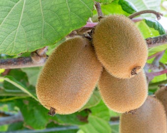 Saanichton Fuzzy Kiwi Vine – 2–3 Ft, 1 Gallon Pot (Live Plant)