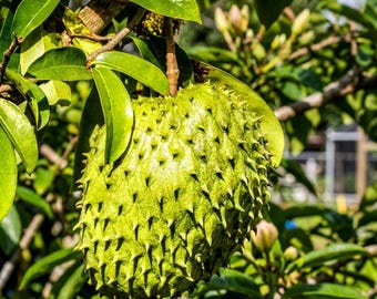 Soursop Tree Live Plant – 2 Ft (Annona muricata, Guanabana)