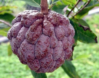 Red Sugar Apple Tree – 2–3 Ft, 3 Gallon Pot (No Ship ca, hi, ak, pr)