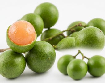 Quenepa (Spanish Lime) Tree – 1–2 Ft Live Plant (Melicoccus bijugatus) - No ship CA