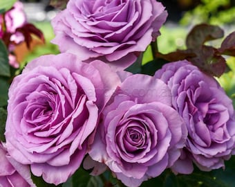 Quicksilver Climbing Rose – Lavender Reblooming Flowers, Own Root, 1.5 Gallon