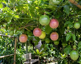 Panama Red Passion Fruit Plant – 1/2 Gallon Pot (Live Tropical Vine) (no ship CA)