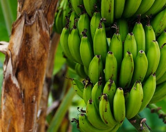 Plantain Banana Tree Live Plant – 10–18 Inch