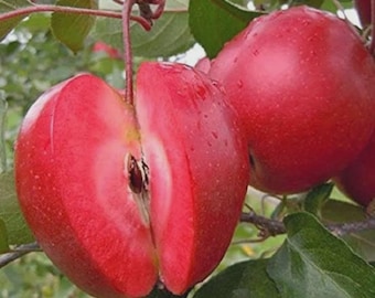 Red Flesh Apple Tree – Grafted 1 Gallon Potted, Sweet Tart Fruit Variety