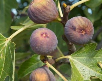 Olympian Fig Tree – Hardy Live Plant, 2–3 Ft, Well Rooted (No ship CA)