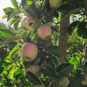 May include: Close-up of an apple tree branch laden with ripe apples. The apples are a mix of green and red, with green leaves surrounding them. The background shows a blurred view of other trees and sunlight.