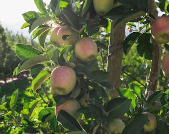 Mountain Rose Apple Tree – Dwarf Rootstock, Grafted Live Plant, 1 Gallon