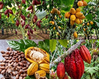 Cacao  Live Plant – 2–3 Ft (Theobroma cacao) Chocolate Fruit Tree (No ship CA)