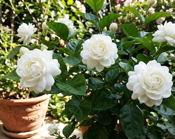 Grand Duke Arabian Jasmine Live Plant – Fragrant White Flowering Plant in 6" Pot