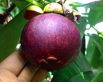 Mangosteen Tree Live Plant (Garcinia mangostana) – 12–24 Inch Tropical Fruit Tree