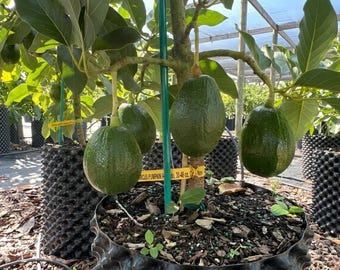 Avocado Tree Live Plant (Persea americana) – 18–24 Inch Seedling, Tropical Fruit Tree