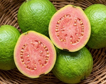 Giant Guava Tree – Psidium Variety, Live Fruit Plant, 3–4 Ft Tall (No ship CA)