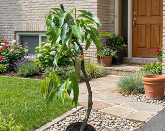 Air-Layered Lychee Tree (2–4 Ft Tall) – Extra Sweet Fruit, Live Tropical Plant, Ships Nationwide