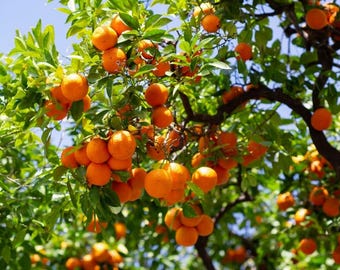 Satsuma Mandarin Tree 3FT Grafted ( No shipping Ca, Az )