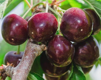 Bing Cherry Plant – 4 Ft Live Tree in 3 Gallon Pot