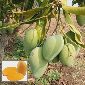 May include: A close-up of a mango tree branch laden with green, unripe mangoes. The image also includes a smaller inset showing ripe mangoes, cut and whole, with vibrant orange flesh. The leaves are a deep green.