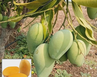 Mallika Mango Tree – Grafted, 2–3 Ft, 3 Gallon Pot (Live Plant,No ship CA)
