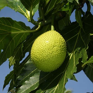 Breadfruit Tree 2–3 Ft Live – Ulu Plant (Artocarpus)